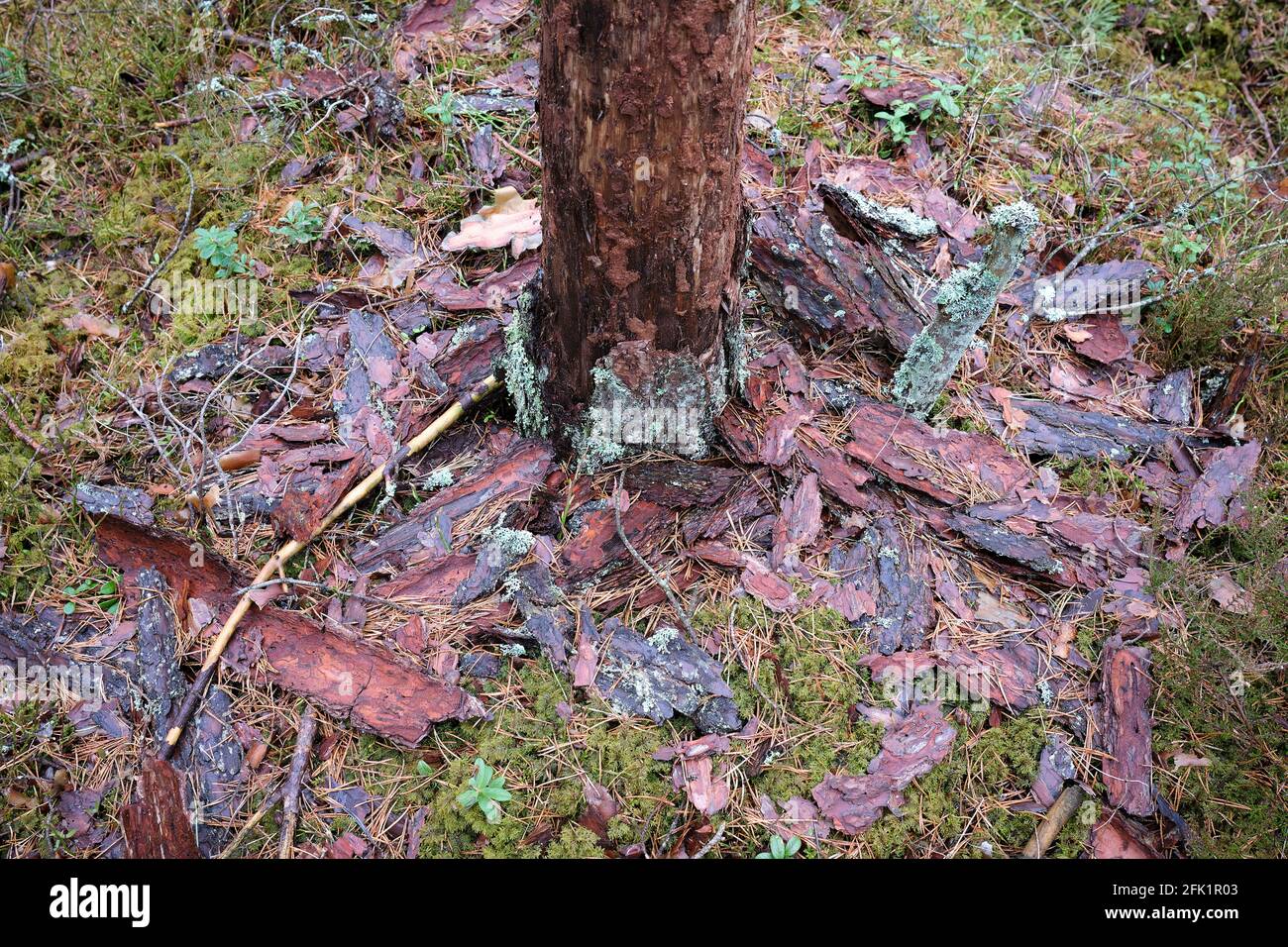 Eine Kiefer, die möglicherweise von Tomicus piniperda (Linnäus) beschädigt wurde, ein Kiefernkäfer und tote Rindenstücke, die den Boden unter befallenen Bäumen übersäten Stockfoto