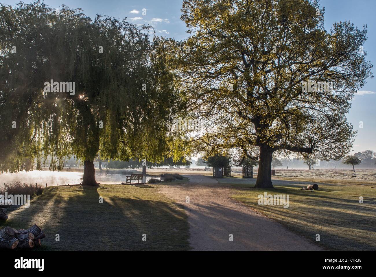 Lange Schatten auf einem Spaziergang am frühen Morgen im buschigen Park Surrey. Wenn ich auf öffentlichem oder privatem Eigentum bin, bin ich bereit, die volle Verantwortung für jede Kopie zu übernehmen Stockfoto