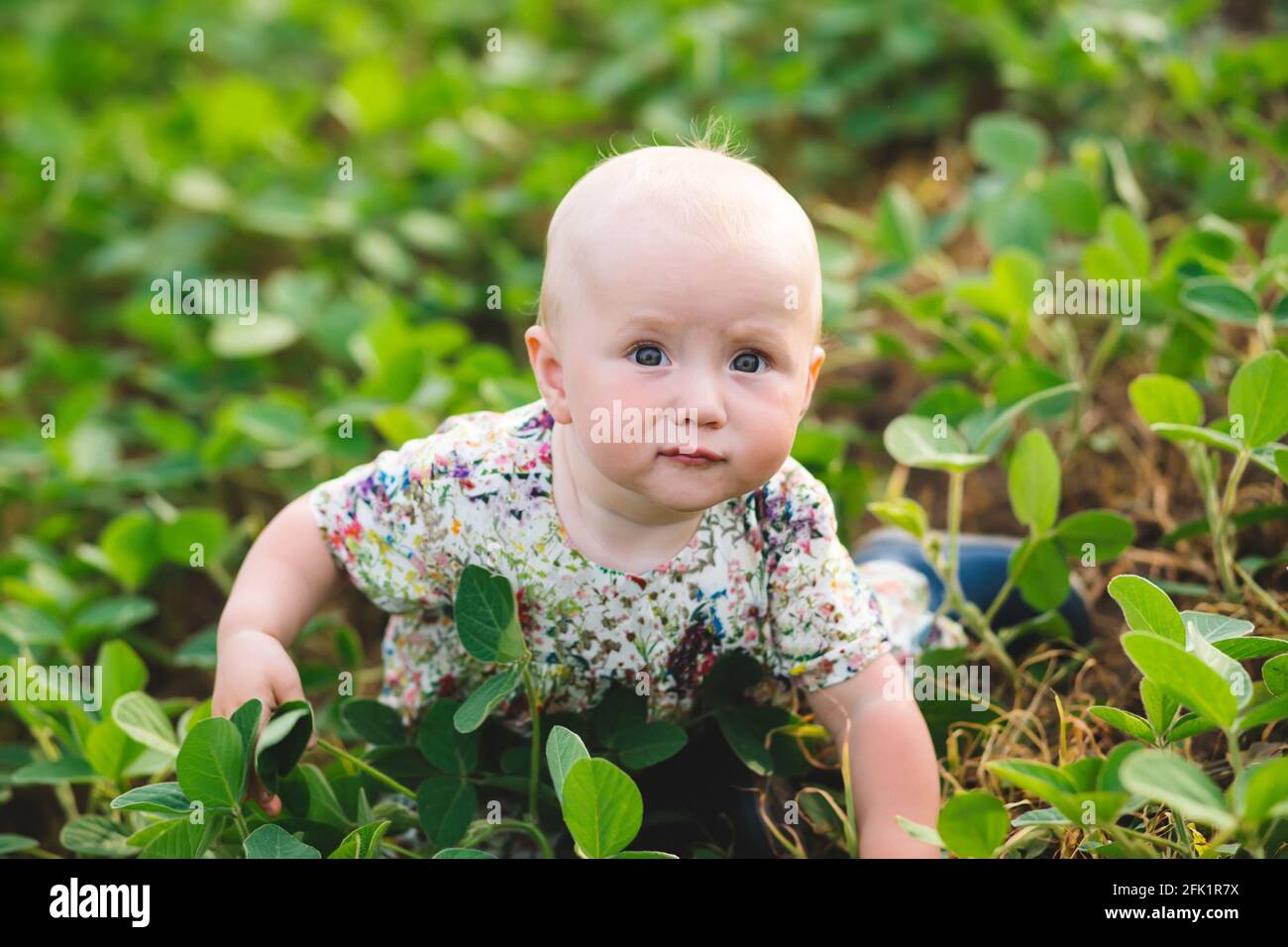 Kleines Mädchen, Kleinkind kriecht auf allen Vieren durch Feld. Umwelt Erdtag, Nachhaltige Umwelt, Pflanze Glycine max, Sojabohne, Sojabohnensprossen gr Stockfoto
