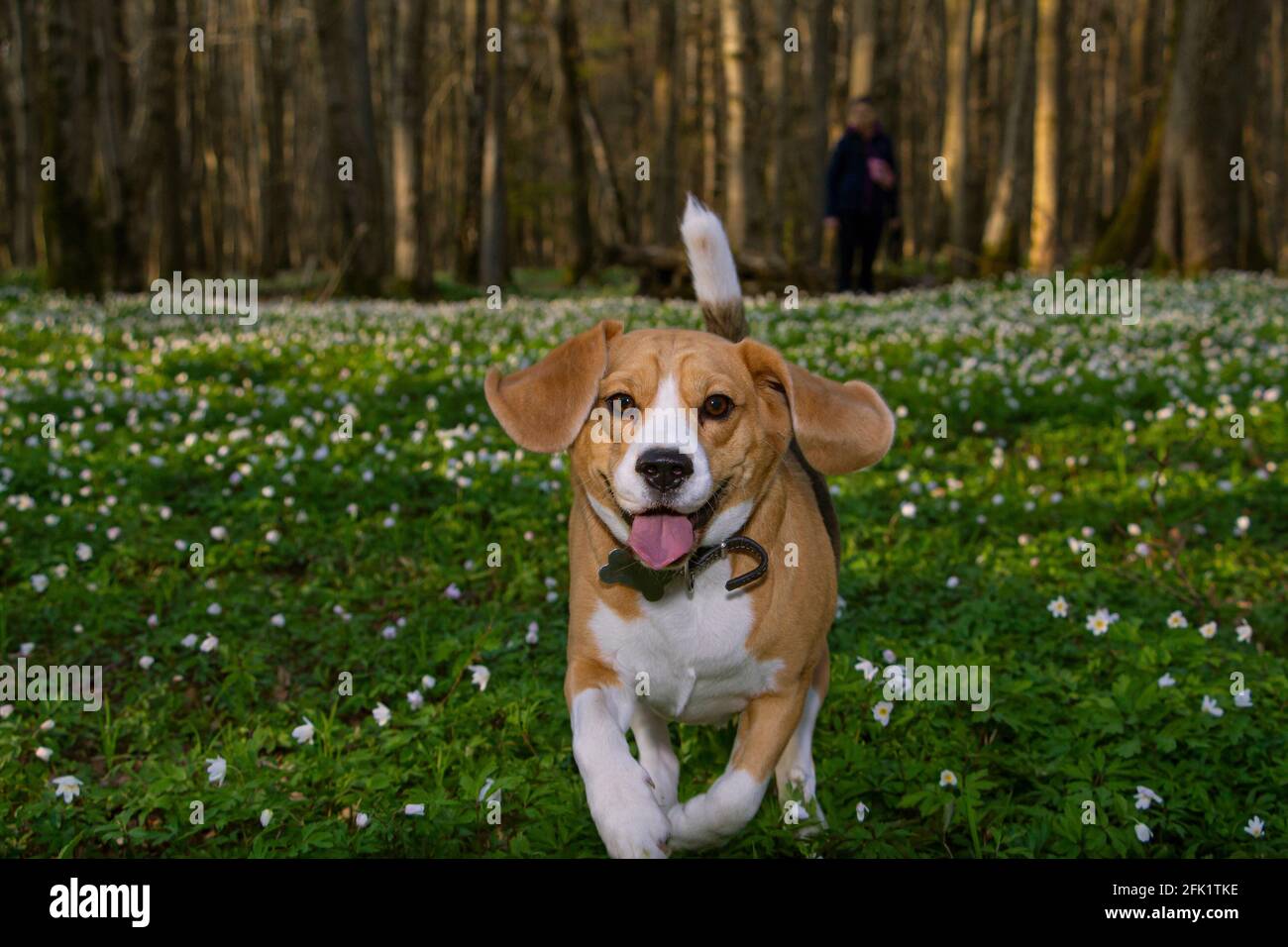 Ein Beagle-Hund in einem Frühlingswald läuft seinem Besitzer, umgeben von Waldblumen, weg Stockfoto