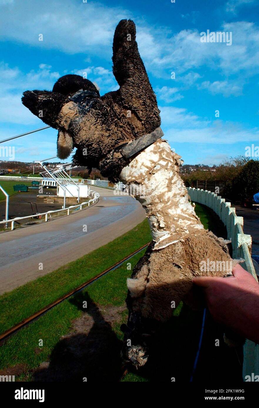 GREYHOUND RACING BRIGHTON & HOVE RACECOURSE 27/2/2002 DER HASE, DER NACH DEM RENNBILD DAVID ASHDOWN AN DIE HUNDE GEGEBEN WIRD. Stockfoto