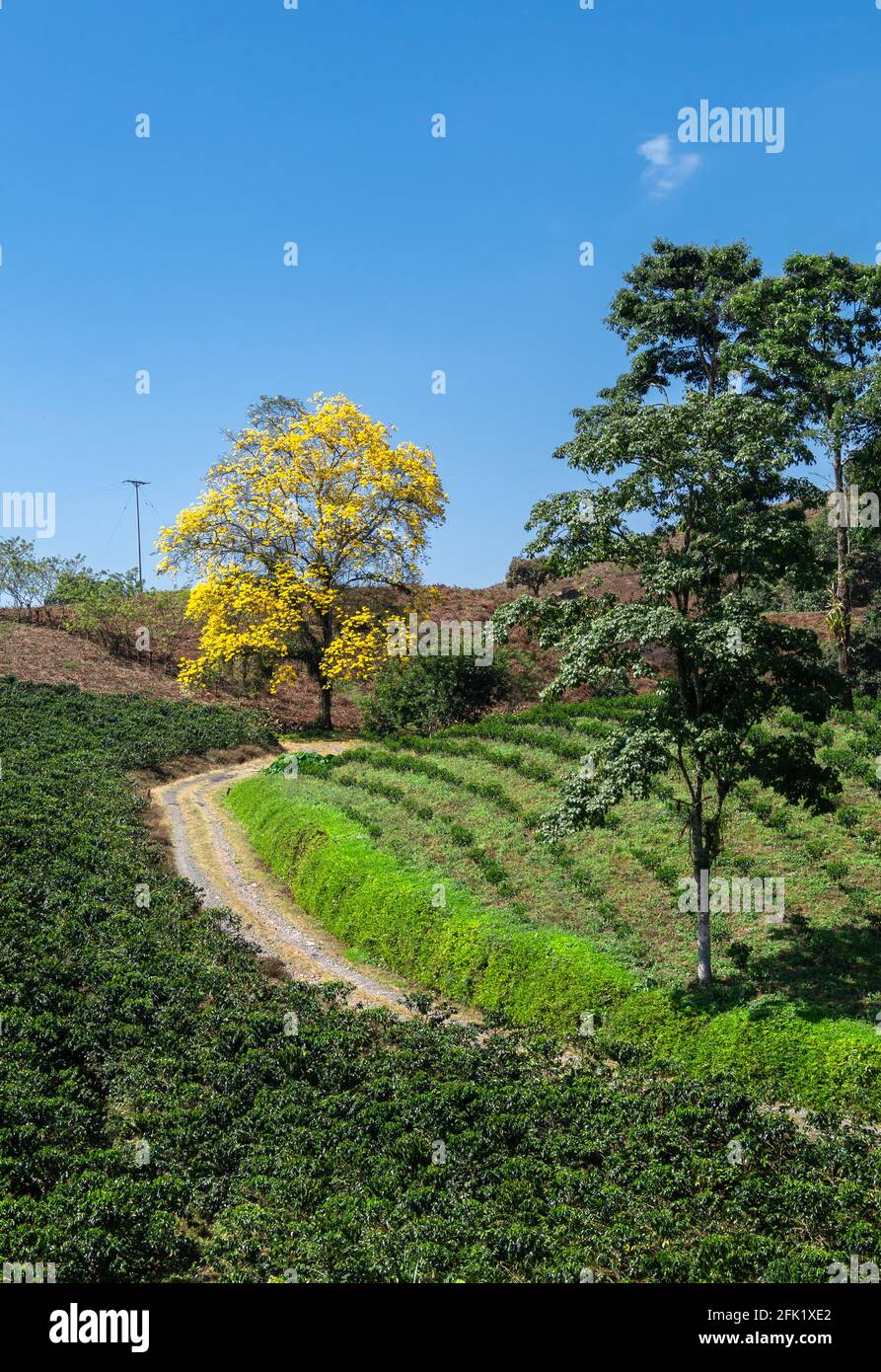 Wunderschöne kolumbianische Naturlandschaften, Städte, blauer Himmel, Tiere in ihrem natürlichen Lebensraum. Stockfoto