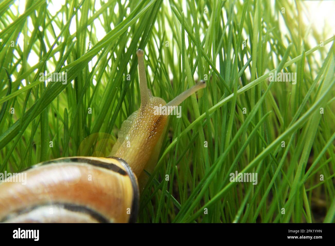 Traubenschnecke auf dem grünen Gras. Eine schöne einone Schnecke auf dem Rasen. Nahaufnahme. Stockfoto