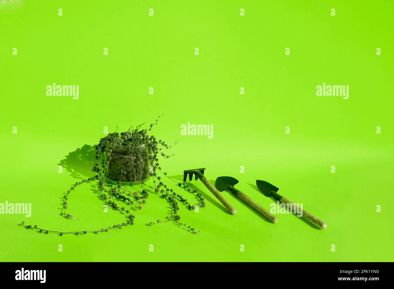 Kleine Gartengeräte und eine saftige auf grünem Hintergrund. Stockfoto