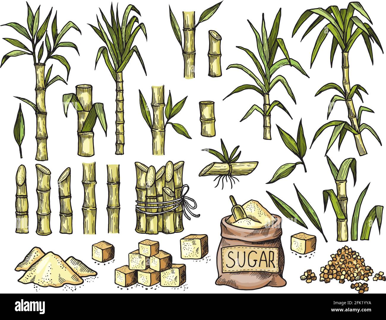 Zuckerrohr. Getränke Gravur Lebensmittel Landwirtschaft Zucker Produktion Vektor farbige handgezeichnete Illustrationen Stock Vektor