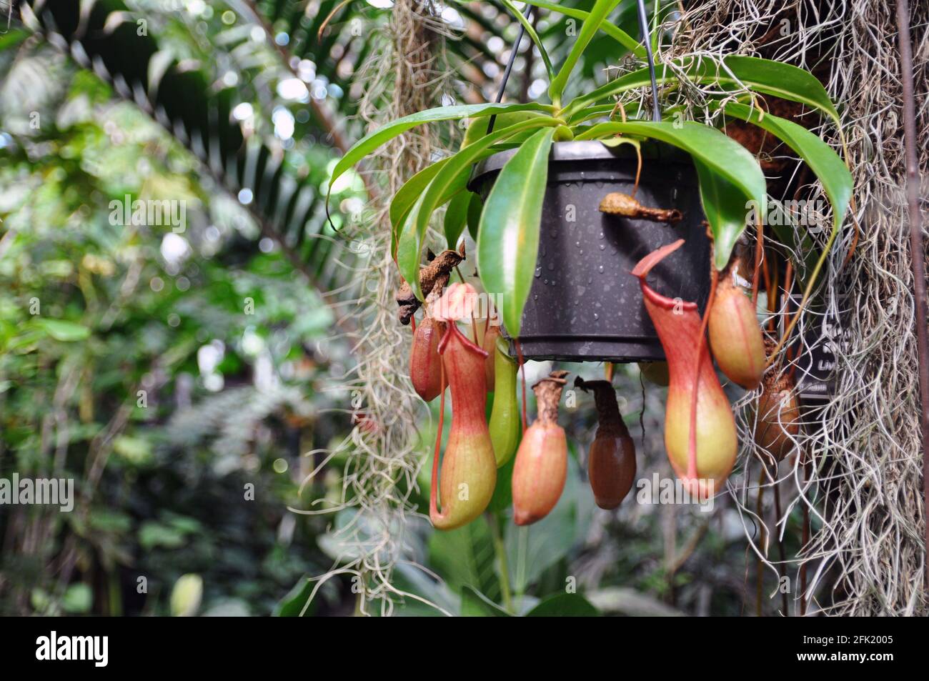Nepenthes ventrata, eine tropische Kannenpflanze in einem Gartentopf. Stockfoto