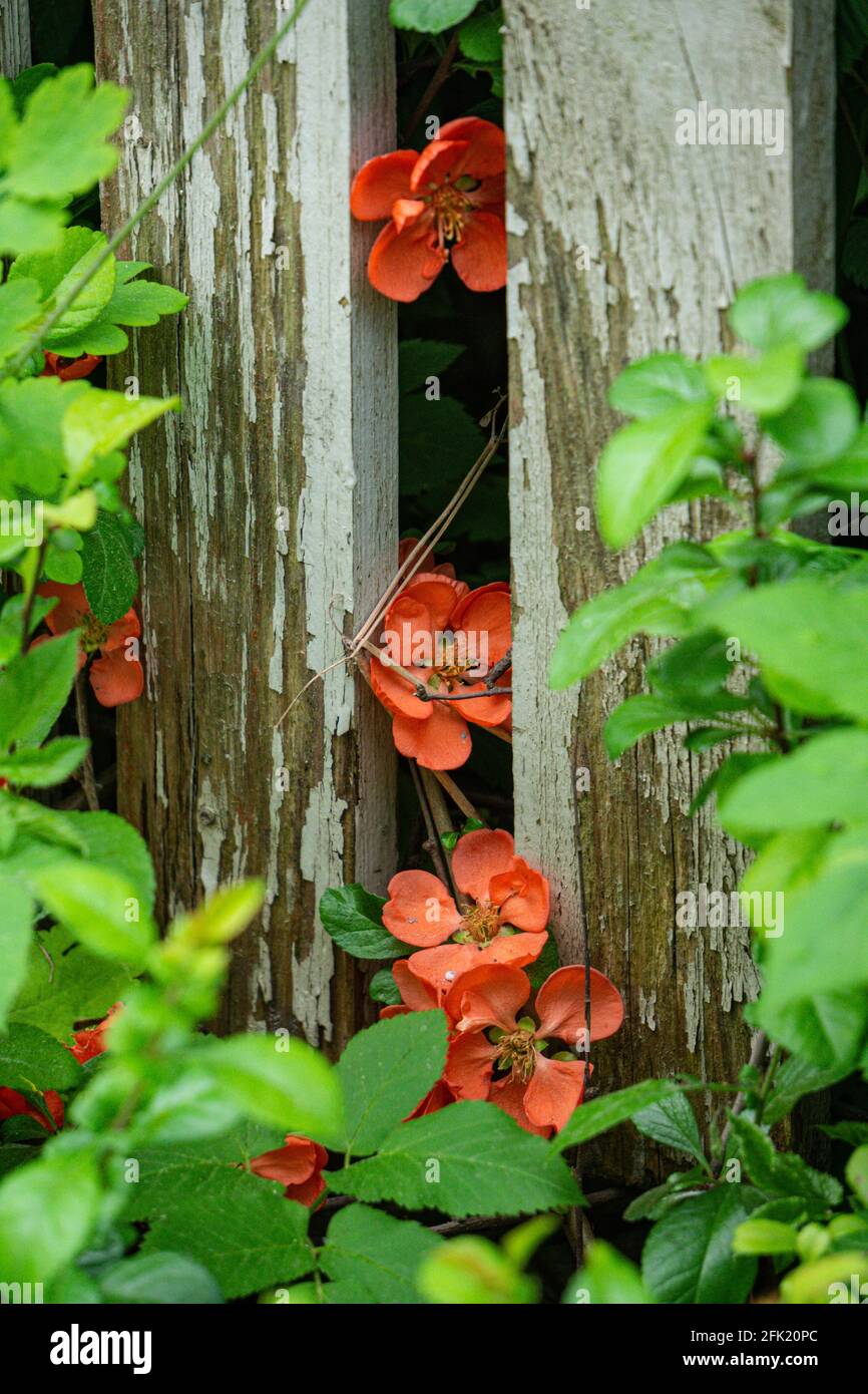 Durch die Zaunbretter ist ein Quitten-Busch mit leuchtend roten Blüten sichtbar. Stockfoto