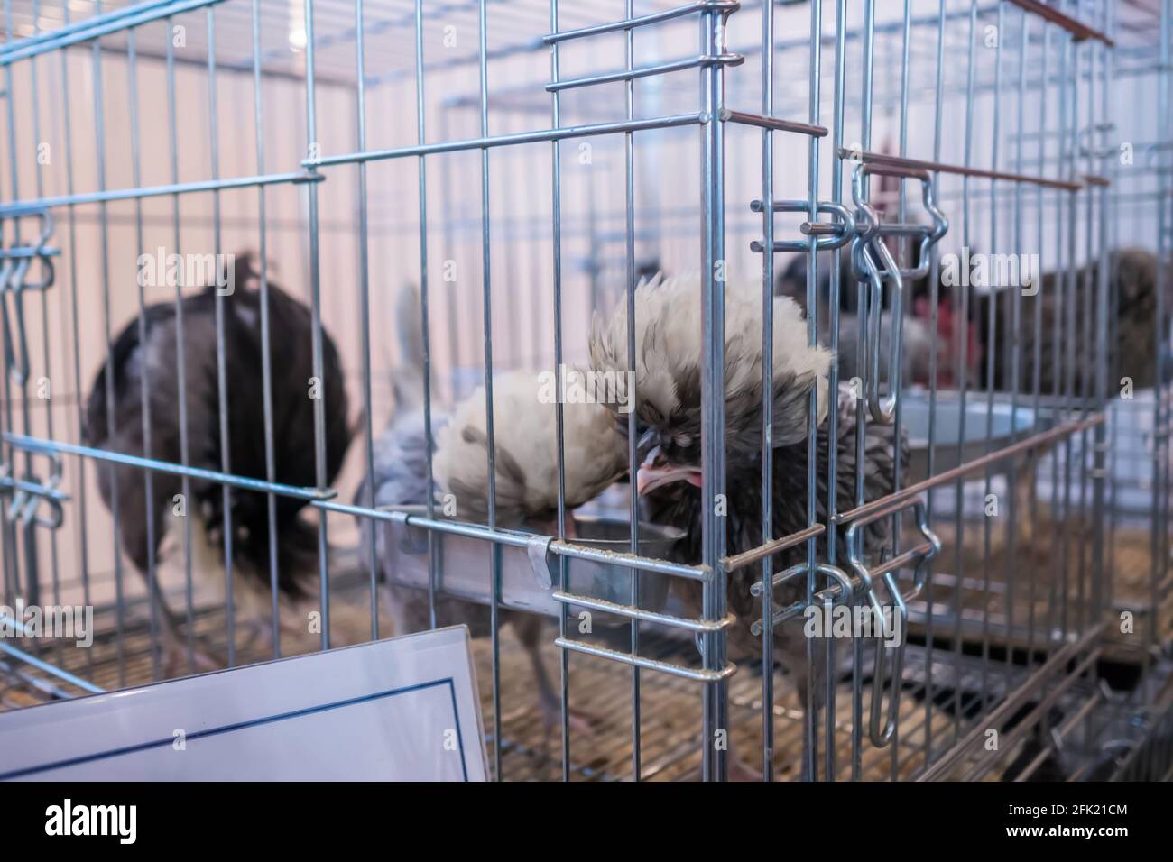 Hühner essen Samen im Käfig an landwirtschaftlichen Tier Ausstellung, Markt Stockfoto