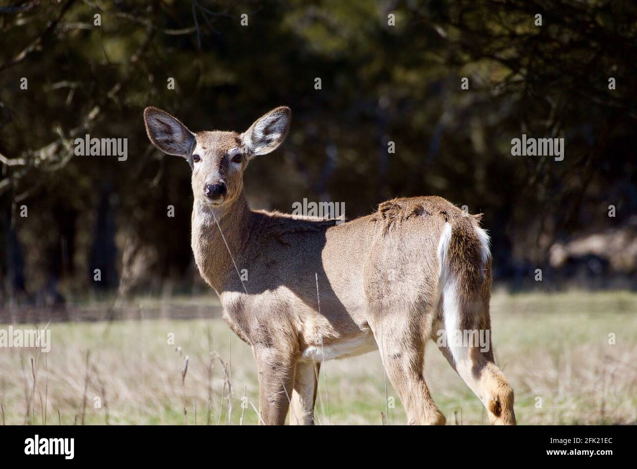 Weißschwanzhirsche auf einer Wiese auf der Insel Amherst Stockfoto