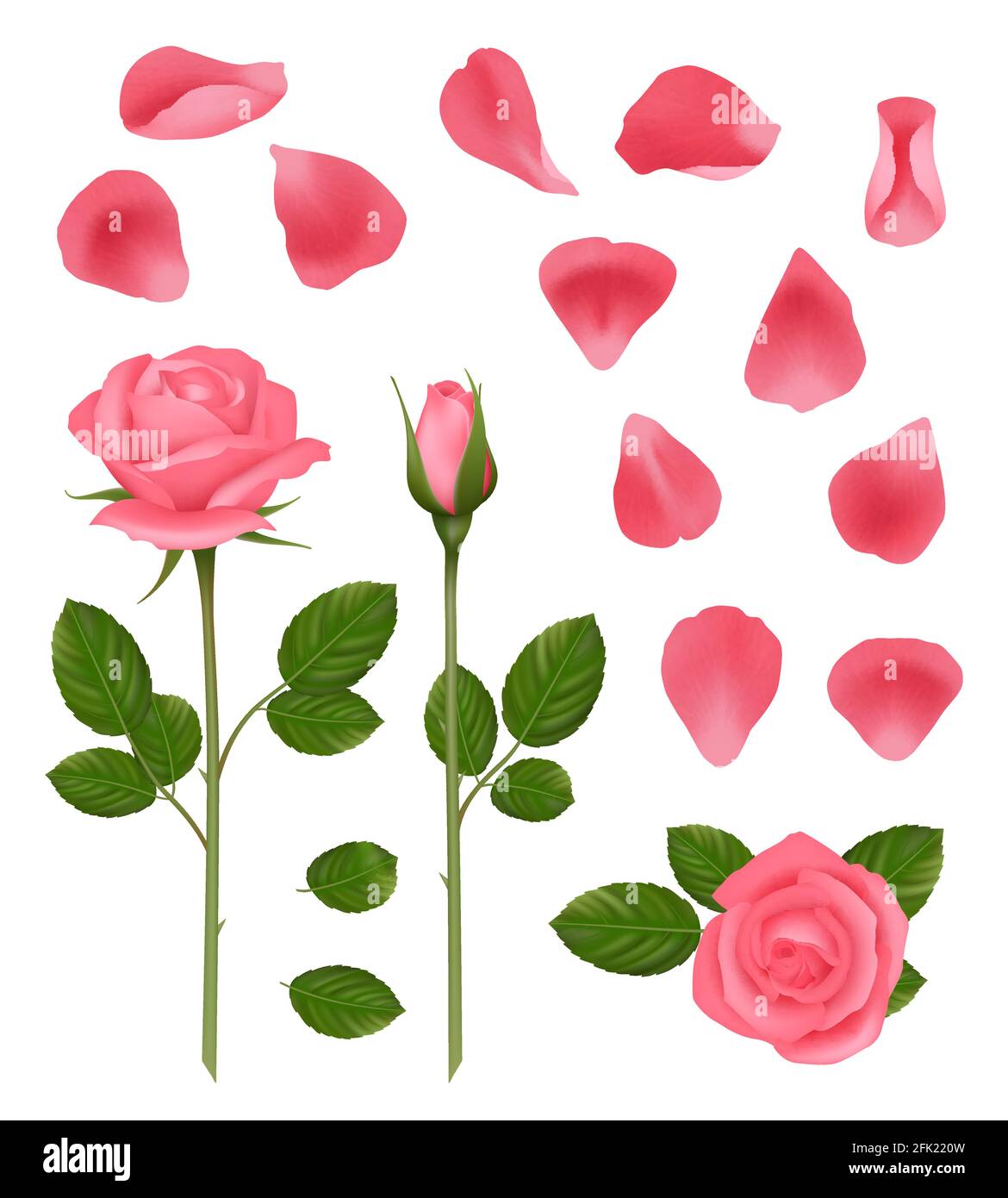 Rosa Rosen. Knospen und Blütenblätter von schönen romantischen Hochzeit Pflanzen Rosen mit Blättern Vektor realistische Bilder gesetzt Stock Vektor
