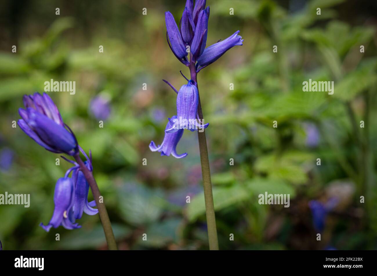 Blühende Bluebells in einem irischen Wald im Frühling Stockfoto