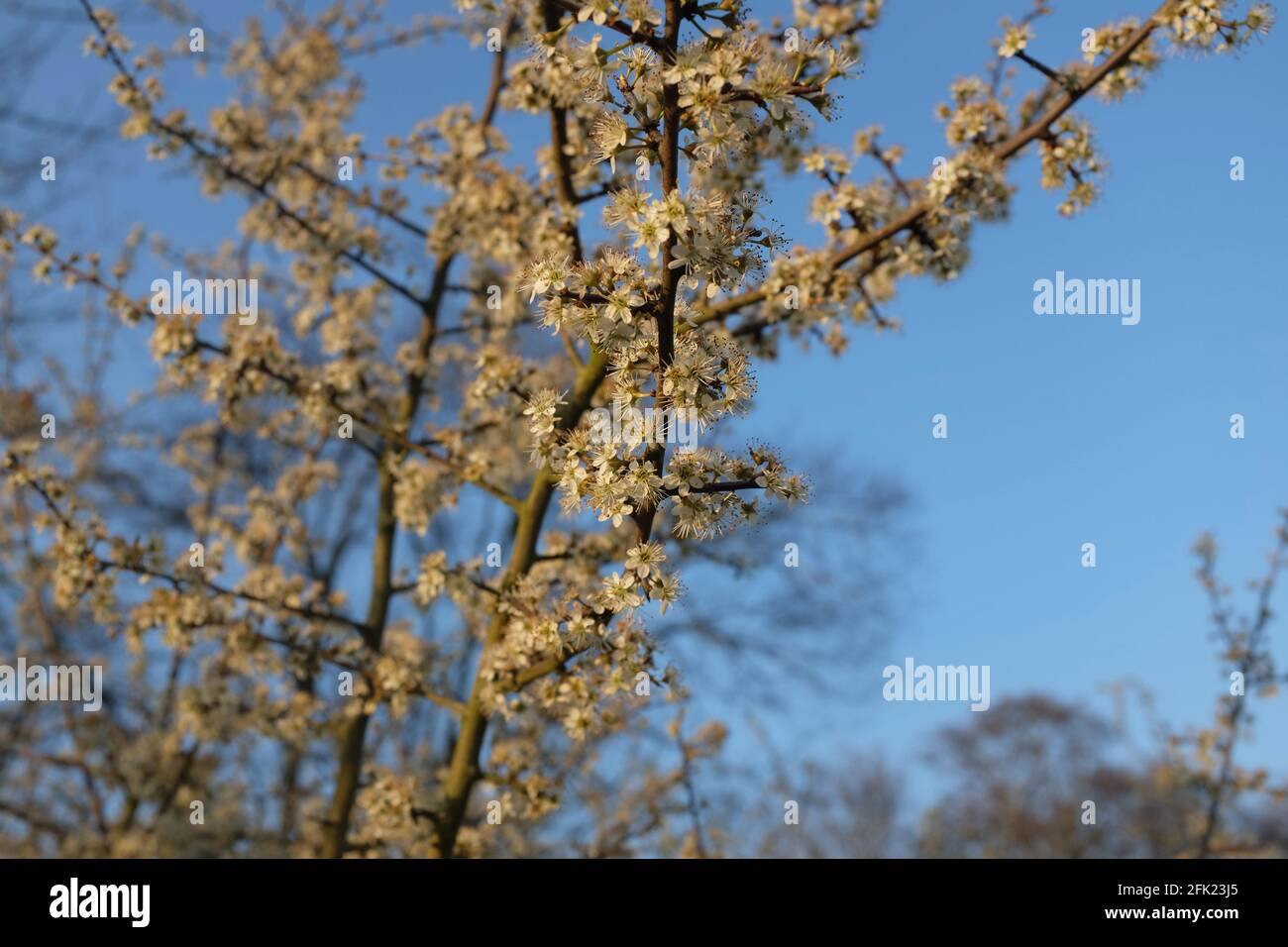 Schlehdornblüte an einem Frühlingsabend, Abbey Meadow Redditch, April 2021 Stockfoto