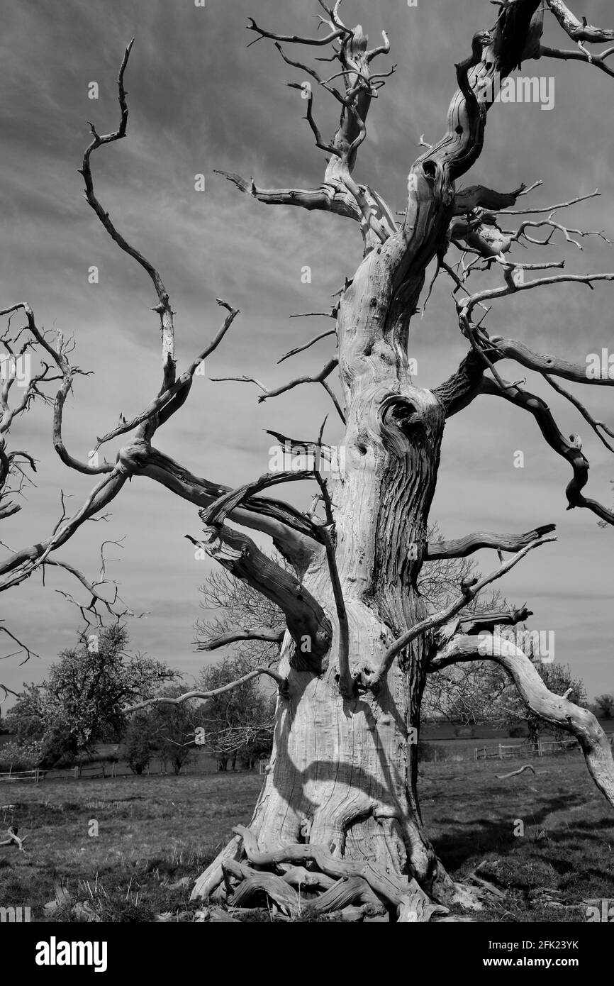 Toter Baum gegen den Himmel vom April, Hanbury Hall Parkland 2021 Stockfoto