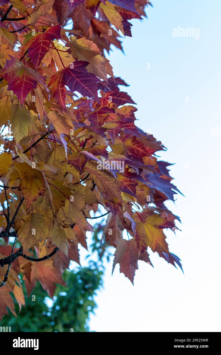 Vertikale Aufnahme von tiefbunten Ahornblättern Stockfoto
