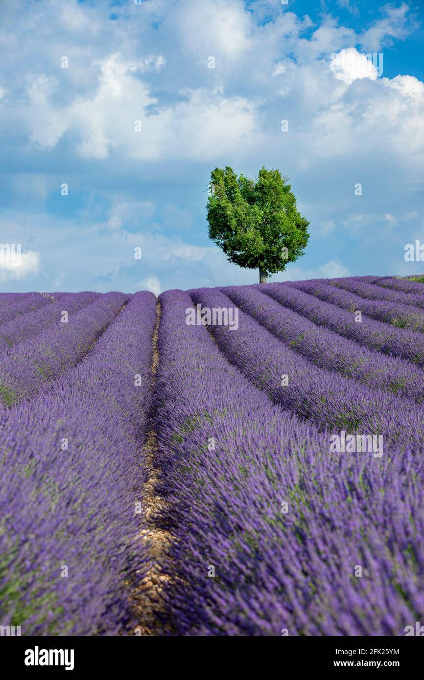 Einfarbig in einem Lavendelfeld entlang der Hochebene von Valensole, Provence, Frankreich Stockfoto