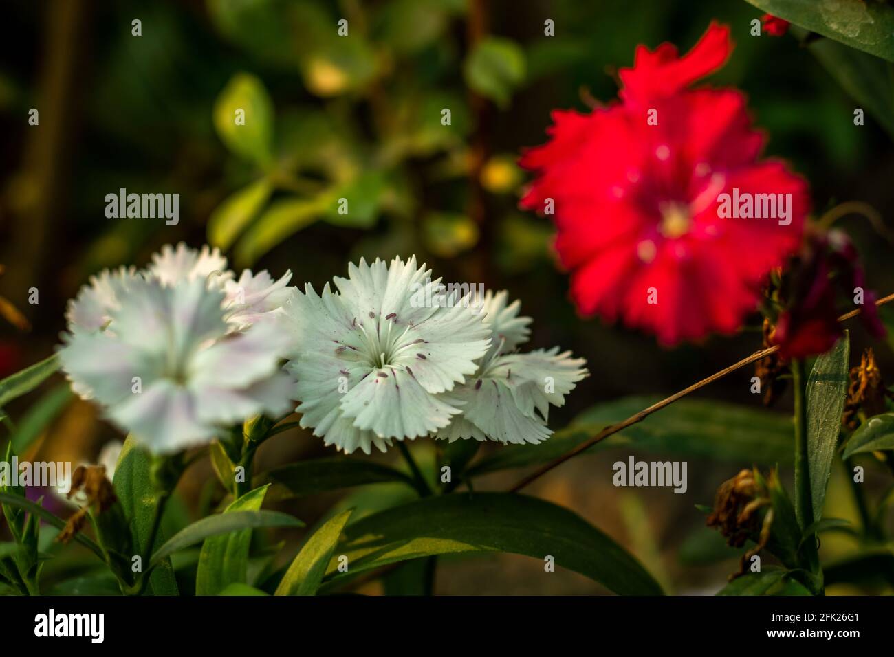 Nelke rosa oder Maiden rosa oder süß-William süß riechende Blume, die Genießt ein feuchtes und kühleres Klima in voller Sonne zu Schöne Farben teilweise Schatten Stockfoto