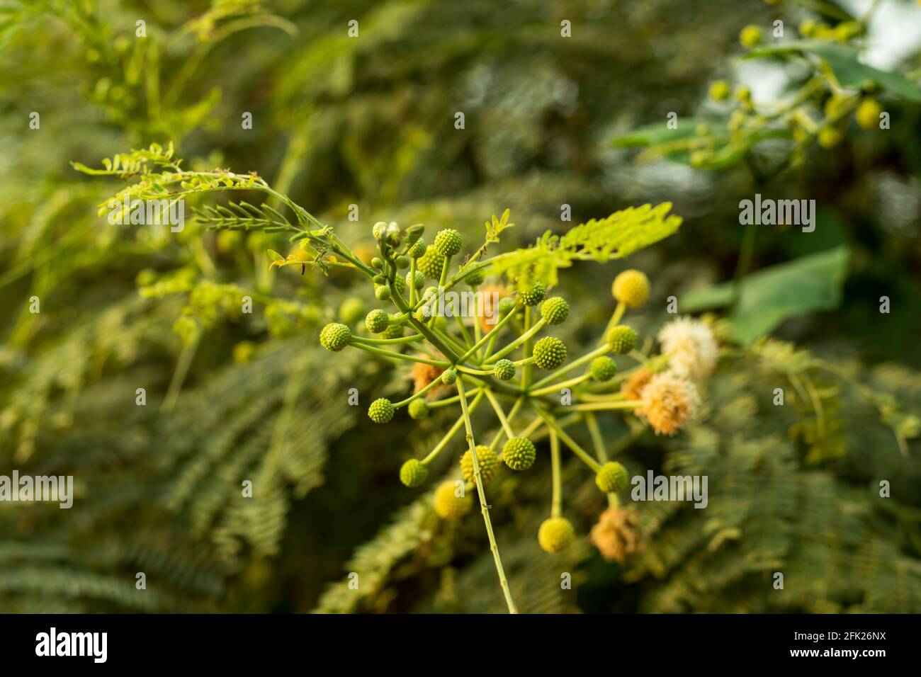 Leucaena leucocephala oder River Tamarind ist ein kleiner, schnell wachsender Mimosoider Baum mit schönen kugelförmigen Blüten Stockfoto