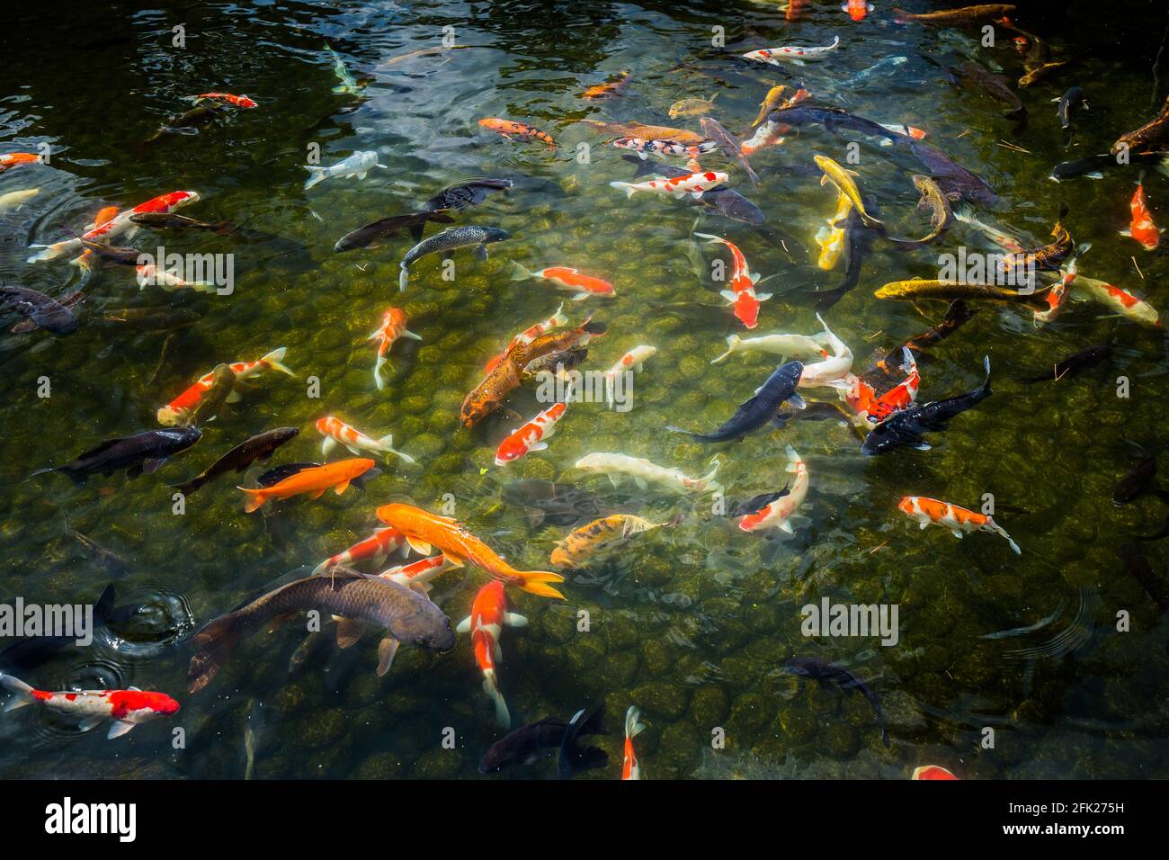 Riesiger Koi-Karpfen japanischer Fischteich See Wasserbecken. Goldene orange schwarz Gold weiß Schule von Unterwasserfischen. z Kenrokuen zen Garten, Kanazawa, Japan Stockfoto