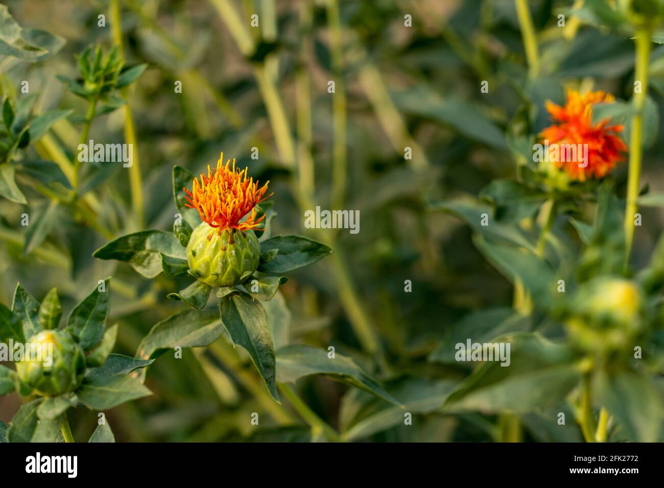 Natürliche gelb-rot-grüne Farbe Pflanzen Safflower Blume ist auch ein Oelsaat und so viele Namen genannt Dyer's Saffron, American Safran, Flores Carthami, Stockfoto