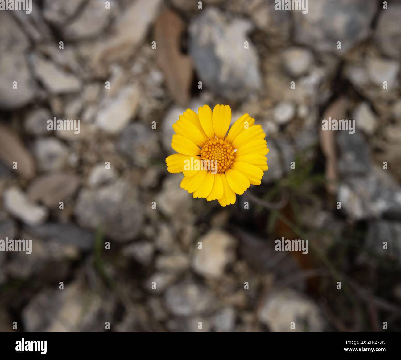 Eine einzige gelbe Blume, Tetraneuris acaulis, aus dem Texas Hill Country, außerhalb von Bandera, Texas, im Frühling mit einem felsigen Hintergrund. Stockfoto