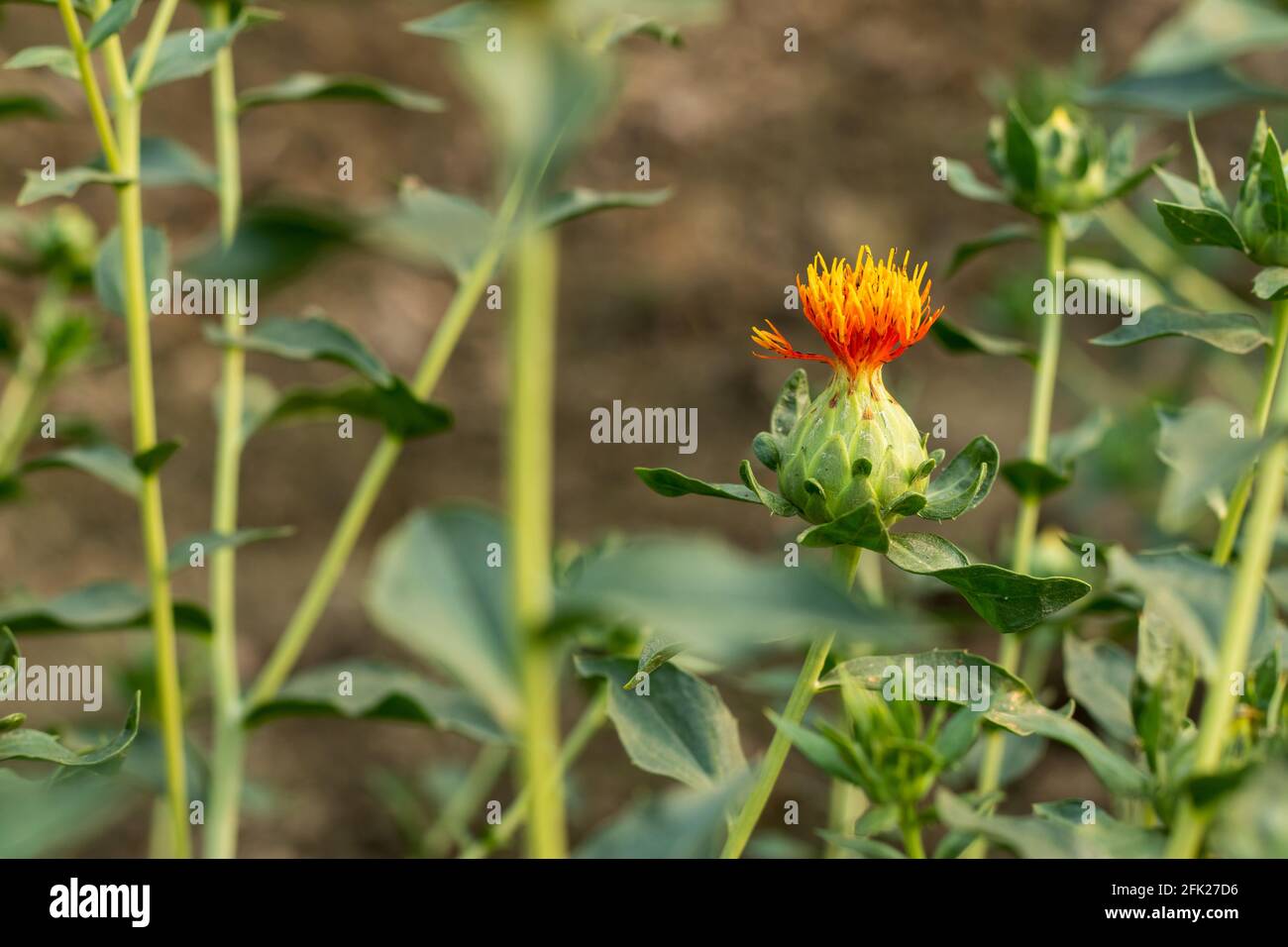 Saflorblüten- und Samenöl wird für hohe Cholesterinwerte, Herzerkrankungen, Schlaganfall, Diabetes verwendet. Die Blume und das Öl aus den Samen werden als Medizin verwendet Stockfoto