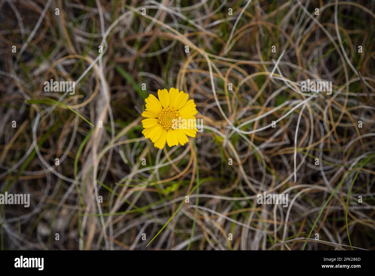 Eine einzelne gelbe Blume, Tetraneuris acaulis, aus dem Texas Hill Country, außerhalb von Bandera, Texas, im Frühling mit einem grasbewachsenen Hintergrund Stockfoto