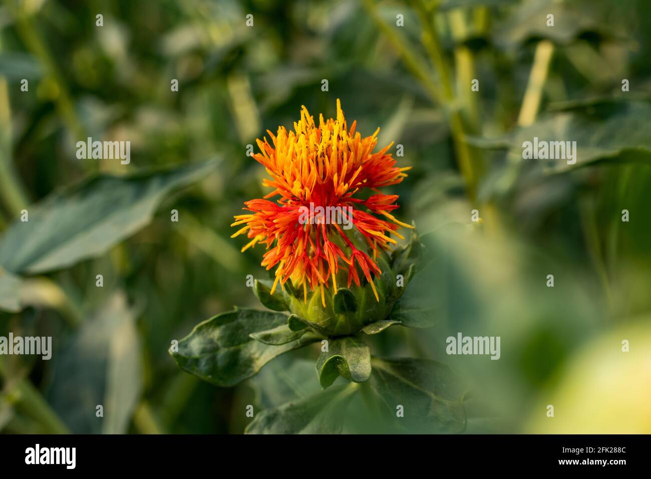 Die wunderschöne gelbe und rote Blume, die Safflower genannt wurde. Saflor-Samen sind die Samen von Carthamus tinctorius, der seit langem ti angebaut wird Stockfoto