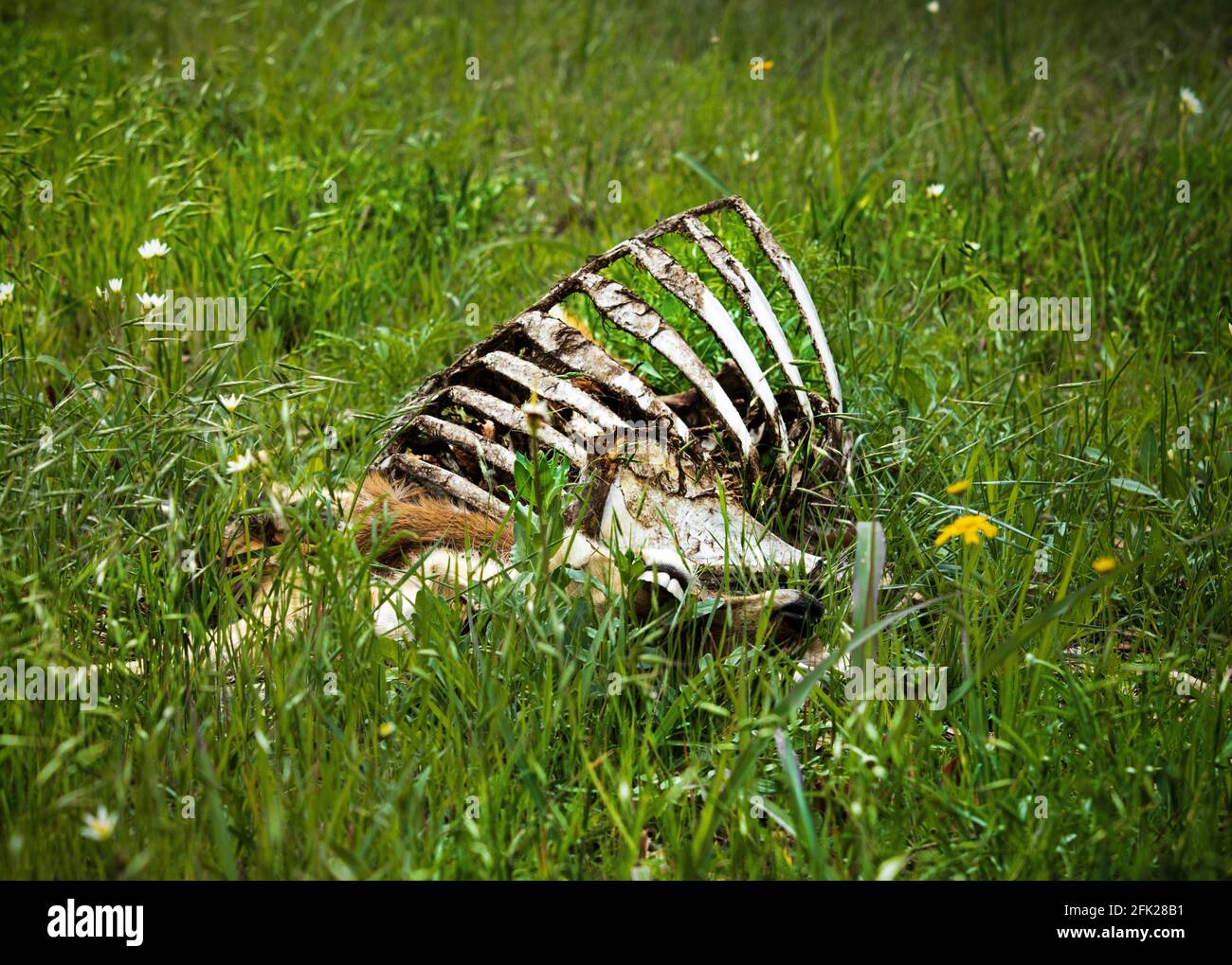 Ein toter Axis-Hirsch-Karkass entlang der Straße, der im Frühling zwischen grünem Gras und Blumen im Texas Hill Country, außerhalb von Bandera, Texas, liegt Stockfoto