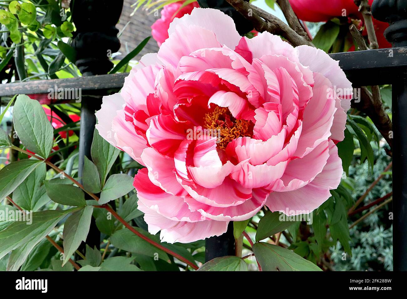 Paeonia lactiflora ‘Candy Stripe’ Peony Candy Stripe – riesige doppelte weiße Blüten mit rosa und roten Streifen, April, England, Großbritannien Stockfoto