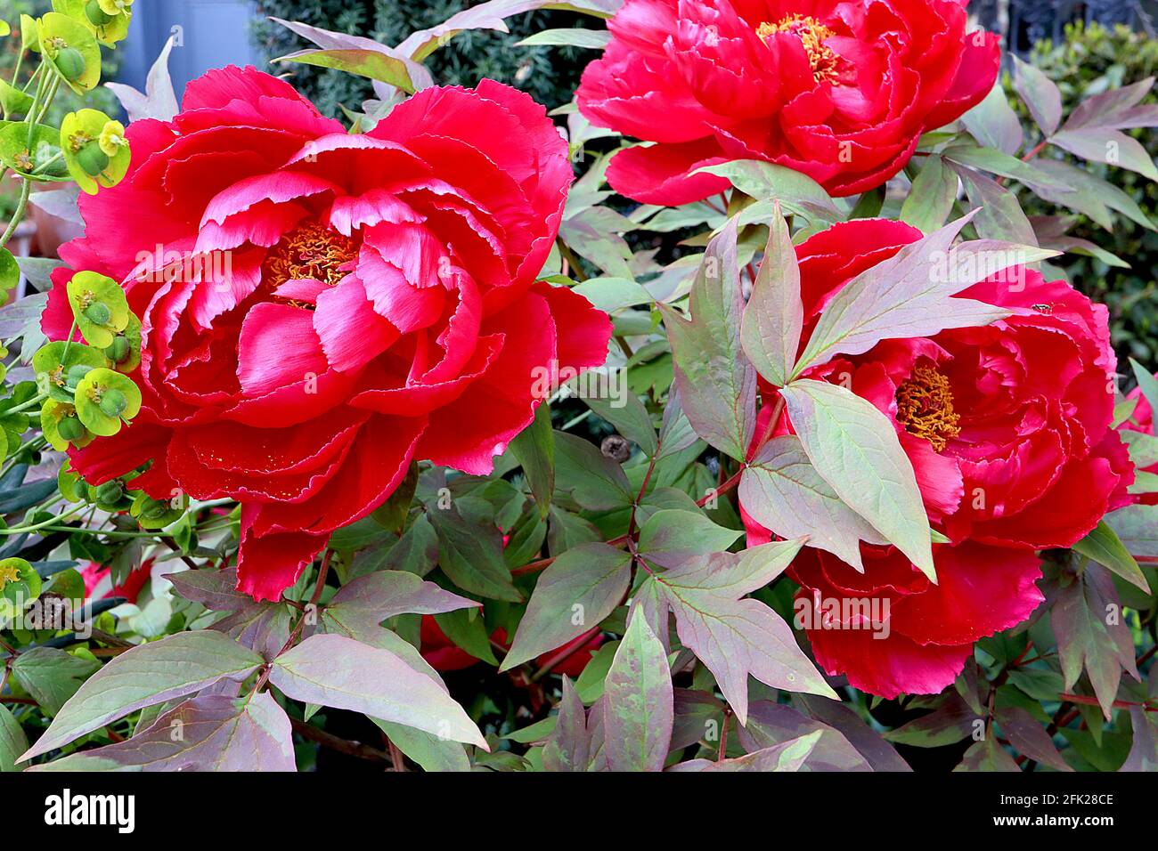 Paeonia x suffruticosa ‘Red’ Tree Pfingstrose Rot – dunkelrote Blüten mit pinkfarbenen inneren Blütenblättern, April, England, Großbritannien Stockfoto