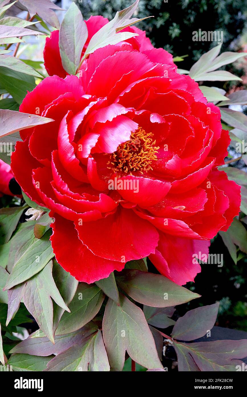 Paeonia x suffruticosa ‘Red’ Tree Pfingstrose Rot – dunkelrote Blüten mit pinkfarbenen inneren Blütenblättern, April, England, Großbritannien Stockfoto