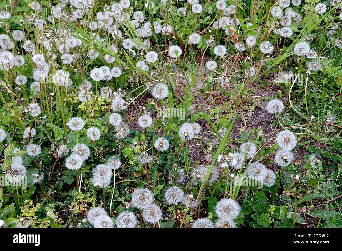 Taraxacum officinale common Löhnen / Lötenuhr silbrig weiß kugelförmige haarartige Samenköpfe oder Pappus, April, England, UK Stockfoto
