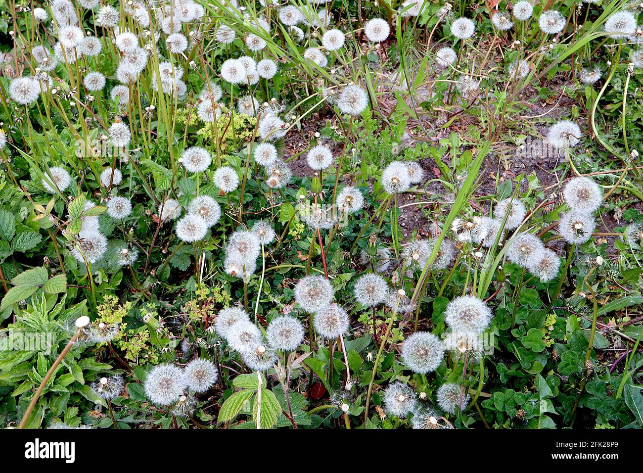 Taraxacum officinale common Löhnen / Lötenuhr silbrig weiß kugelförmige haarartige Samenköpfe oder Pappus, April, England, UK Stockfoto