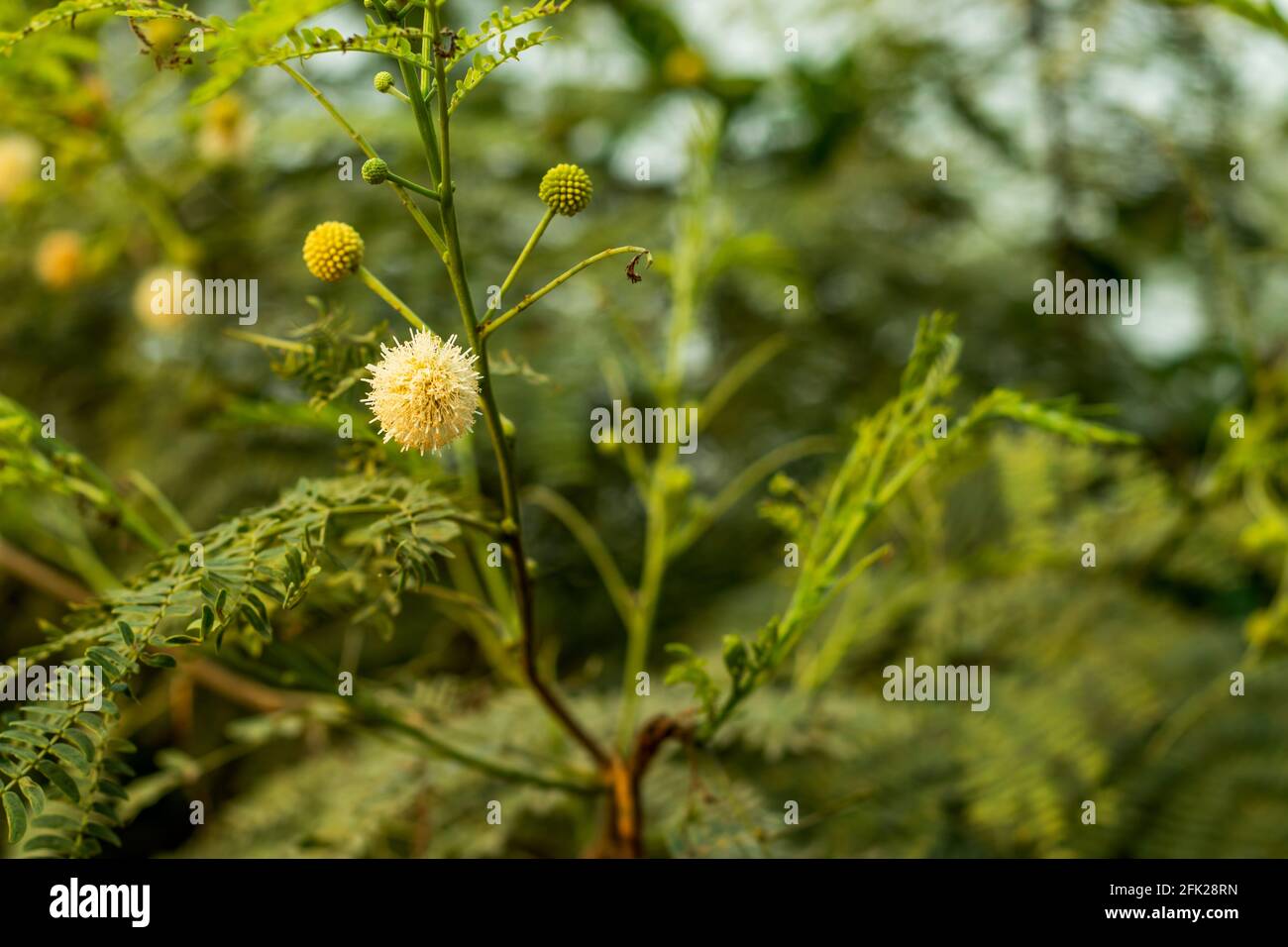 Die Leucaena leucocephala oder allgemein bekannt als Leucaena, Leaf Tree oder White Tamarind ist eine schnell wachsende, immergrüne Strauch-Wildpflanze Stockfoto