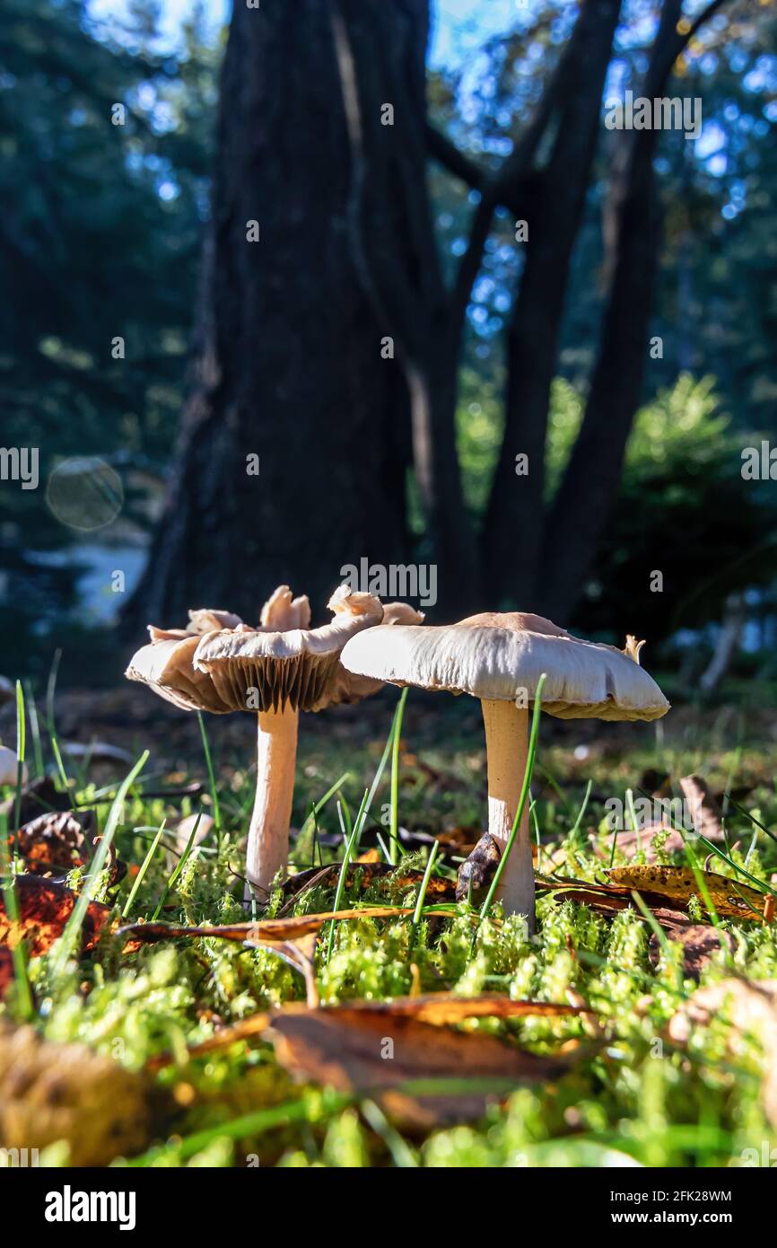 Pilze auf Rasen mit abgefallenen Blättern Stockfoto