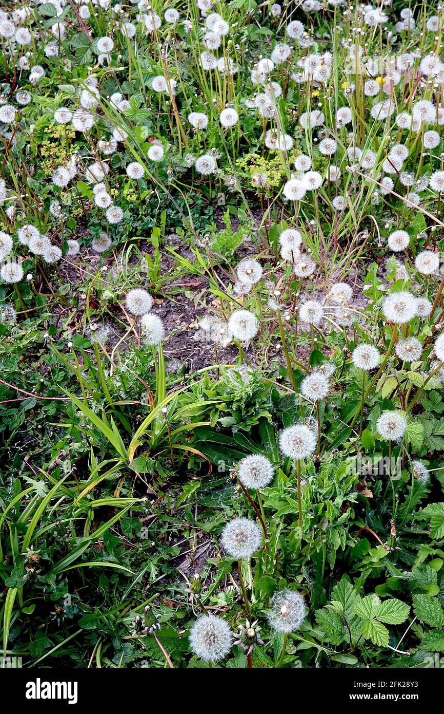 Taraxacum officinale common Löhnen / Lötenuhr silbrig weiß kugelförmige haarartige Samenköpfe oder Pappus, April, England, UK Stockfoto