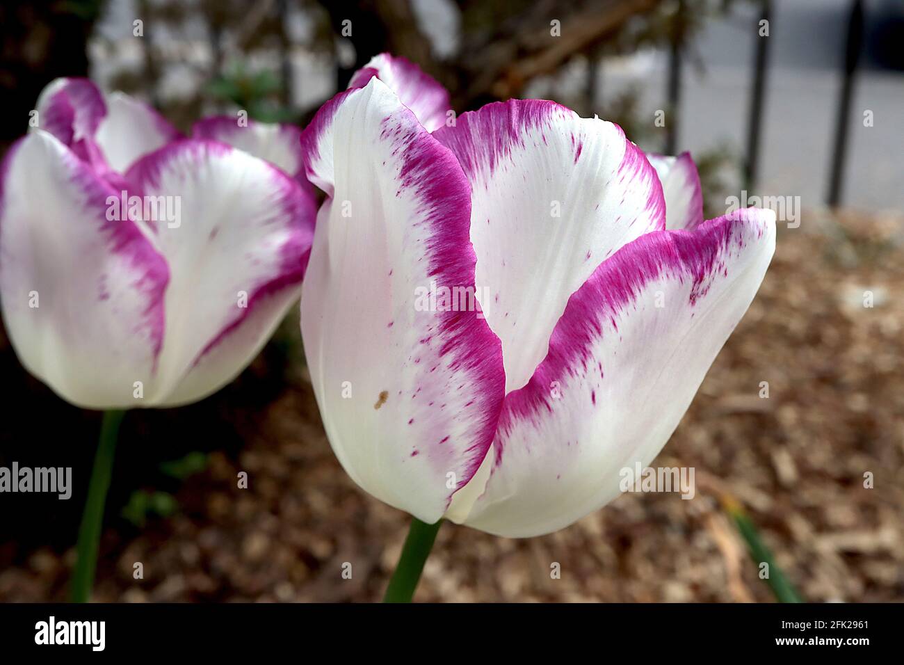 Tulipa ‘Shirley’ Triumph Tulpe 3 Shirley Tulpe - weiße Blüten, violett-violette Ränder, April, England, Großbritannien Stockfoto