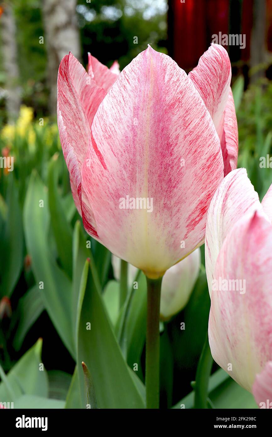 Tulipa ‘Flaming Purissima’ Fosteriana 13 Flaming Purissima Tulpe - cremig weiße Blüten, rosa meliert, hellgelbe Flamme, April, England, VEREINIGTES KÖNIGREICH Stockfoto
