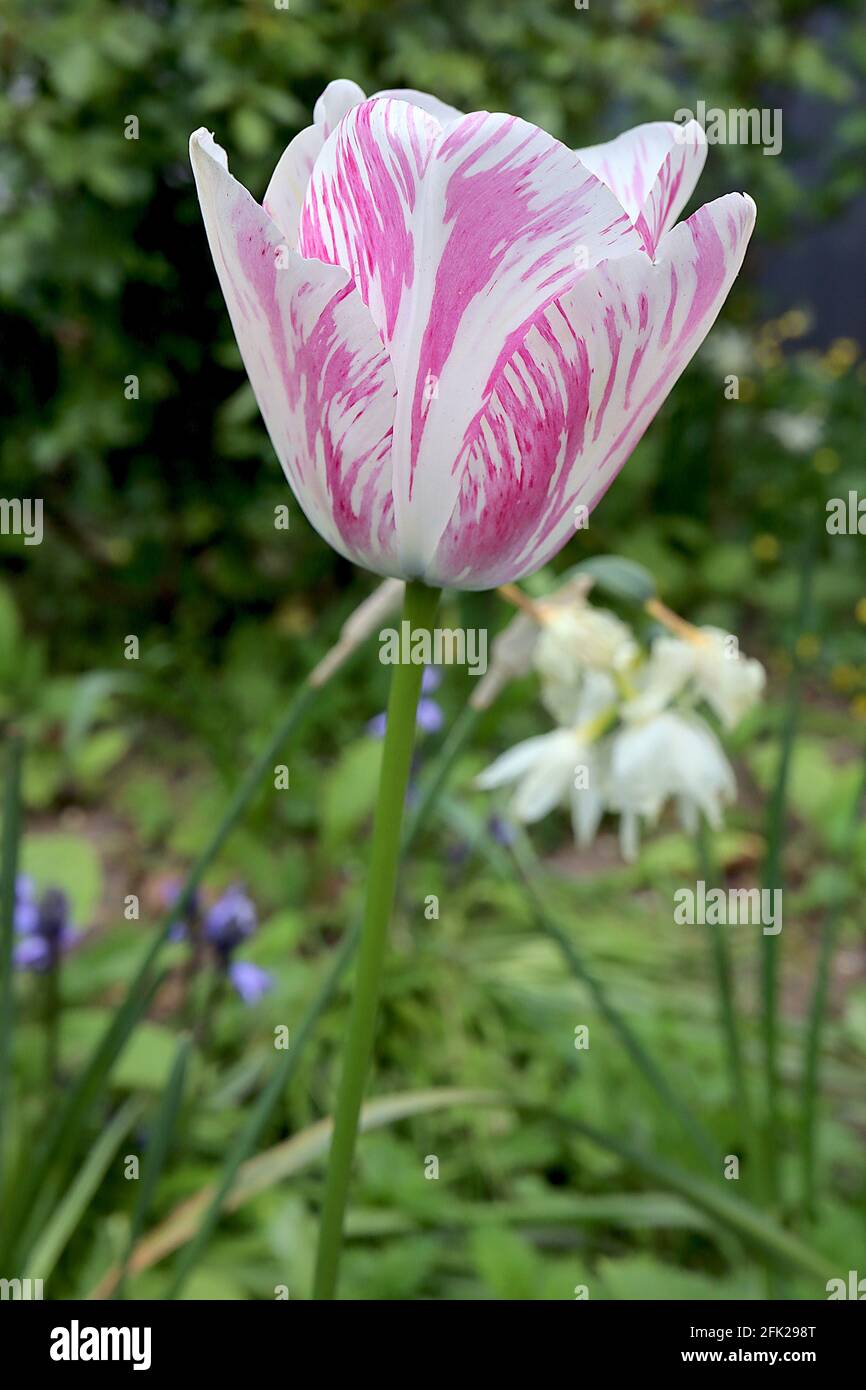 Tulipa ‘Pink Impression’ Darwin Hybrid 4 Pink Impression Tulpe - gebrochene tiefrosa Blüten, breite hellrosa Ränder, April, England, Großbritannien Stockfoto