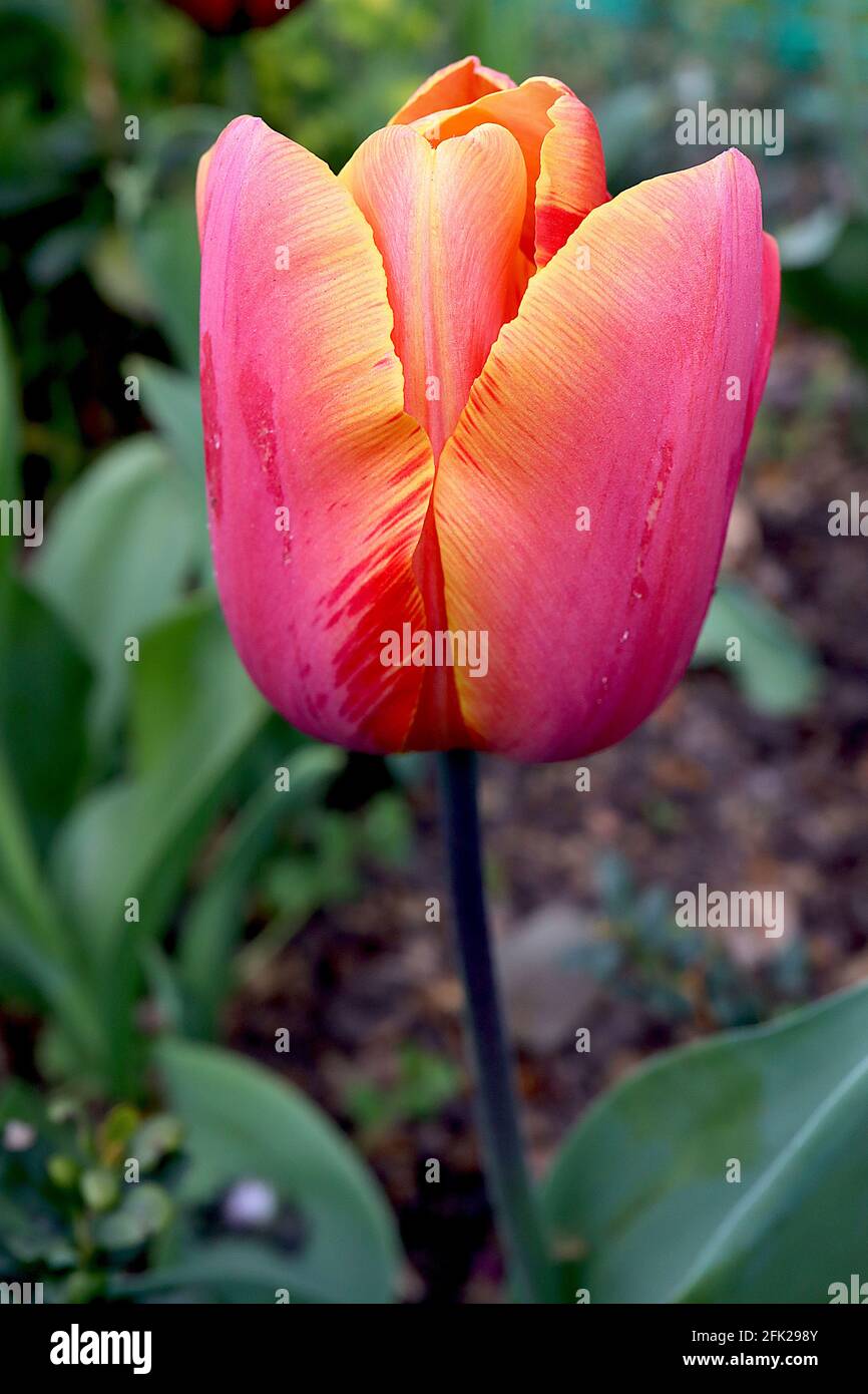 Tulipa ‘Jimmy’ Triumph Tulpe 3 Jimmy Tulpe – Tiefe korallenrosa Blüten, orange gelbe Ränder, lila Stamm, April, England, VEREINIGTES KÖNIGREICH Stockfoto