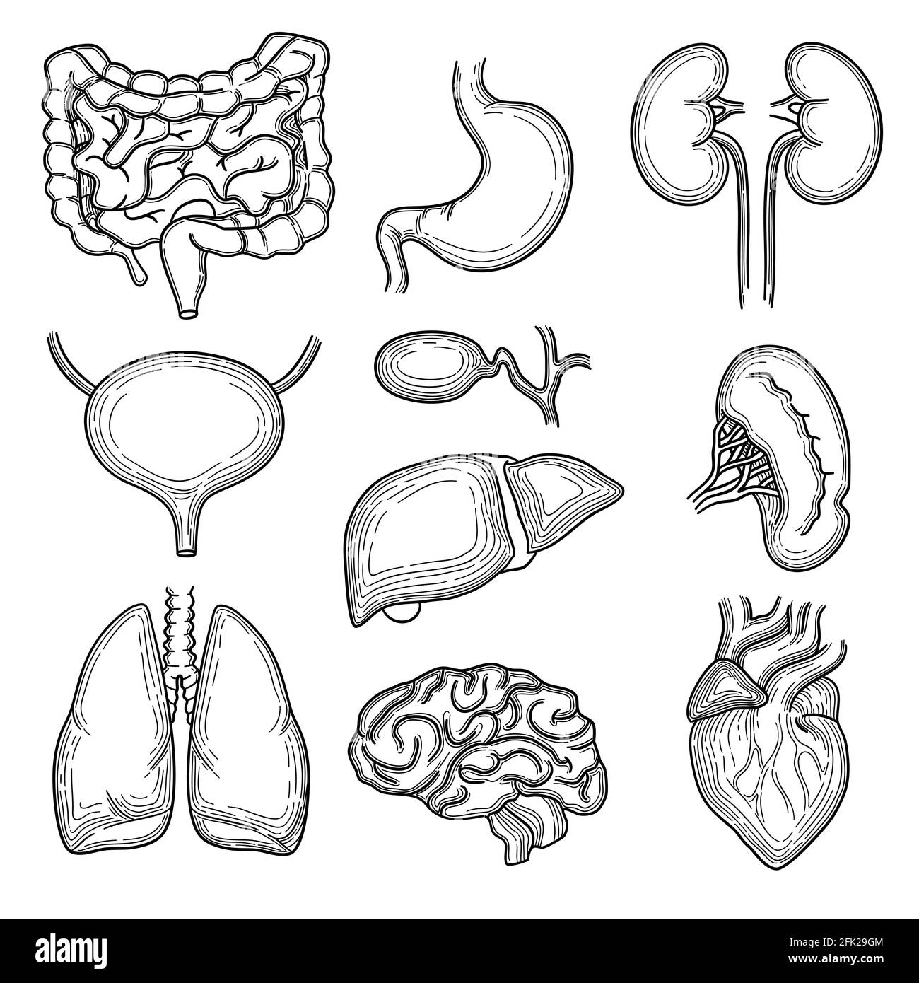 Skizze der menschlichen Organe. Gehirn Niere Herz Magen Anatomie Körperteile Vektor Hand gezeichnet Set Stock Vektor