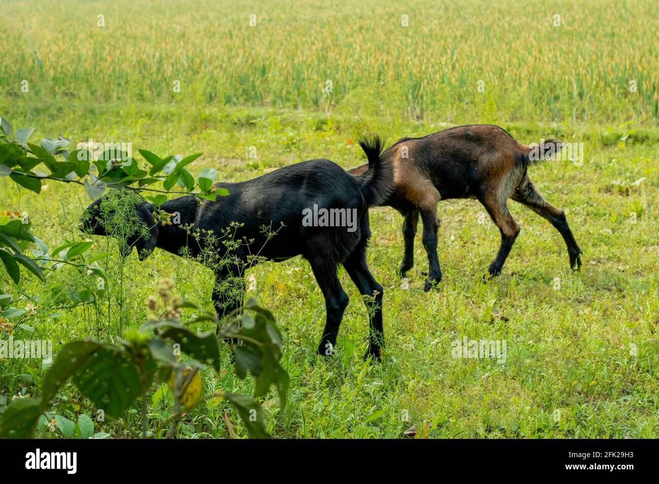 Zwei schwarze und graue Farbe Ziege essen Gras aus dem Graspflanzen landen Stockfoto