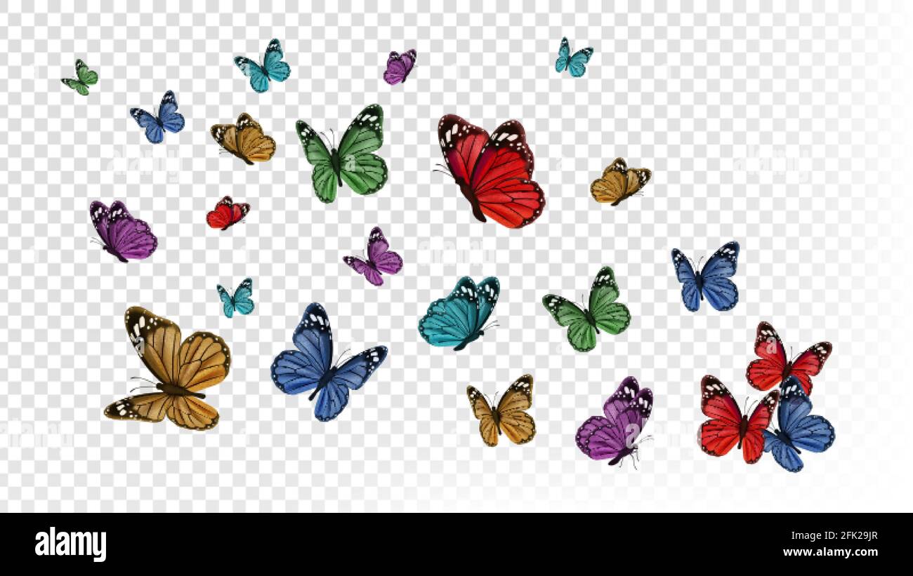 Fliegende Schmetterlinge. Bunte Schmetterling isoliert auf transparentem  Hintergrund. Vektorgrafik für Insekten im Frühling und Sommer Stock-Vektorgrafik  - Alamy