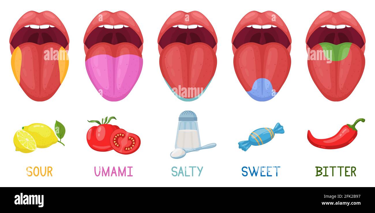 Cartoon menschliche Geschmacksbereiche. Zunge Geschmacksrezeptoren, sauer, süß, bitter, salzig und Umami Geschmack. Vektorgrafik für Geschmackszonen der menschlichen Zunge Stock Vektor