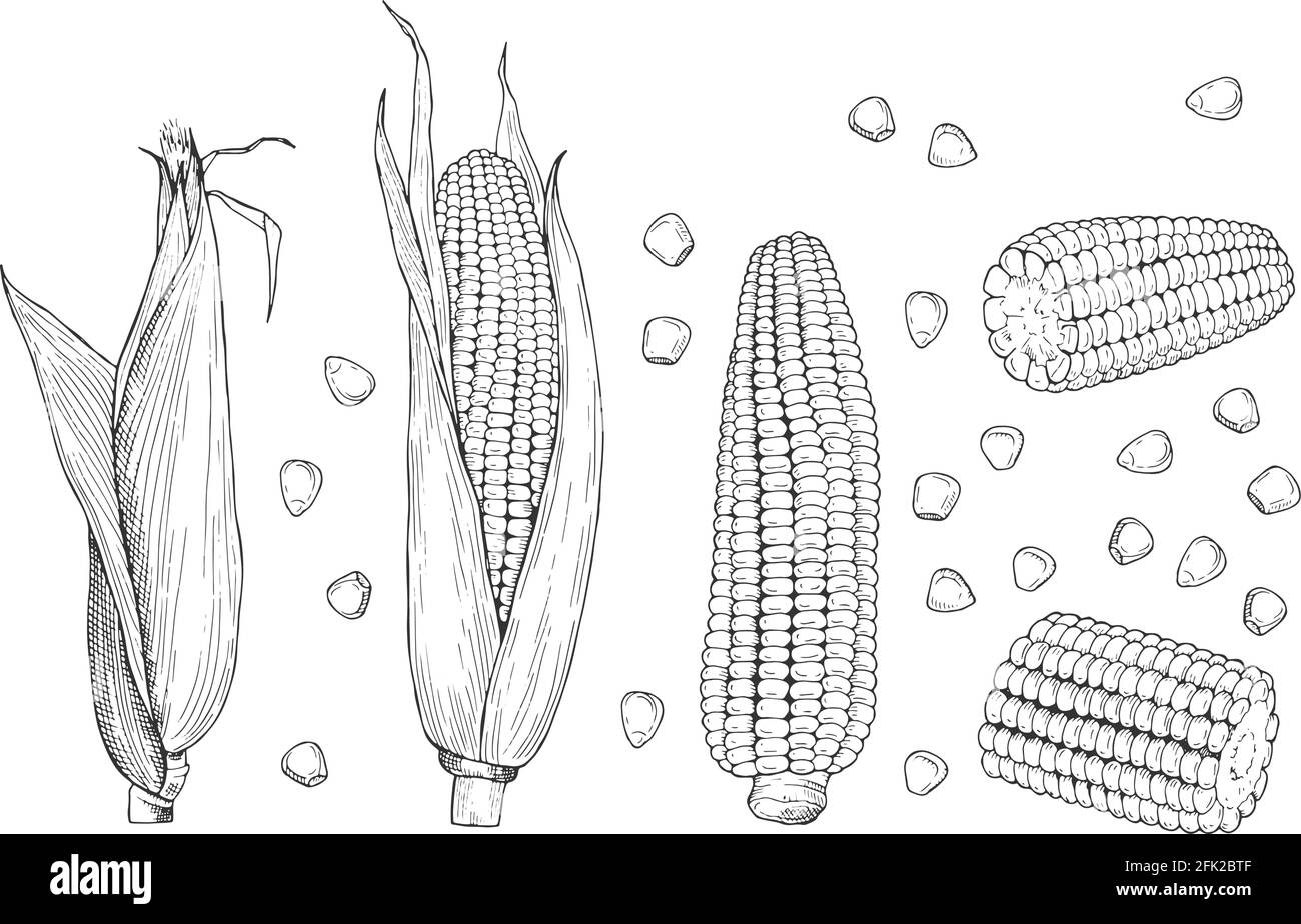 Maisskizze. Süße botanische Pflanze. Isolierte gesunde alte Hühneraugen, handgezeichnete Koben und Körner. Vektorgrafik Landwirtschaft und Ernte Stock Vektor