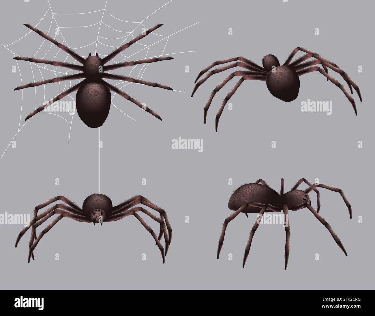 Spider realistisch. Natur Insekten kriechen Gift schwarz Angst Spinne Vektor Gefahr Sammlung Stock Vektor