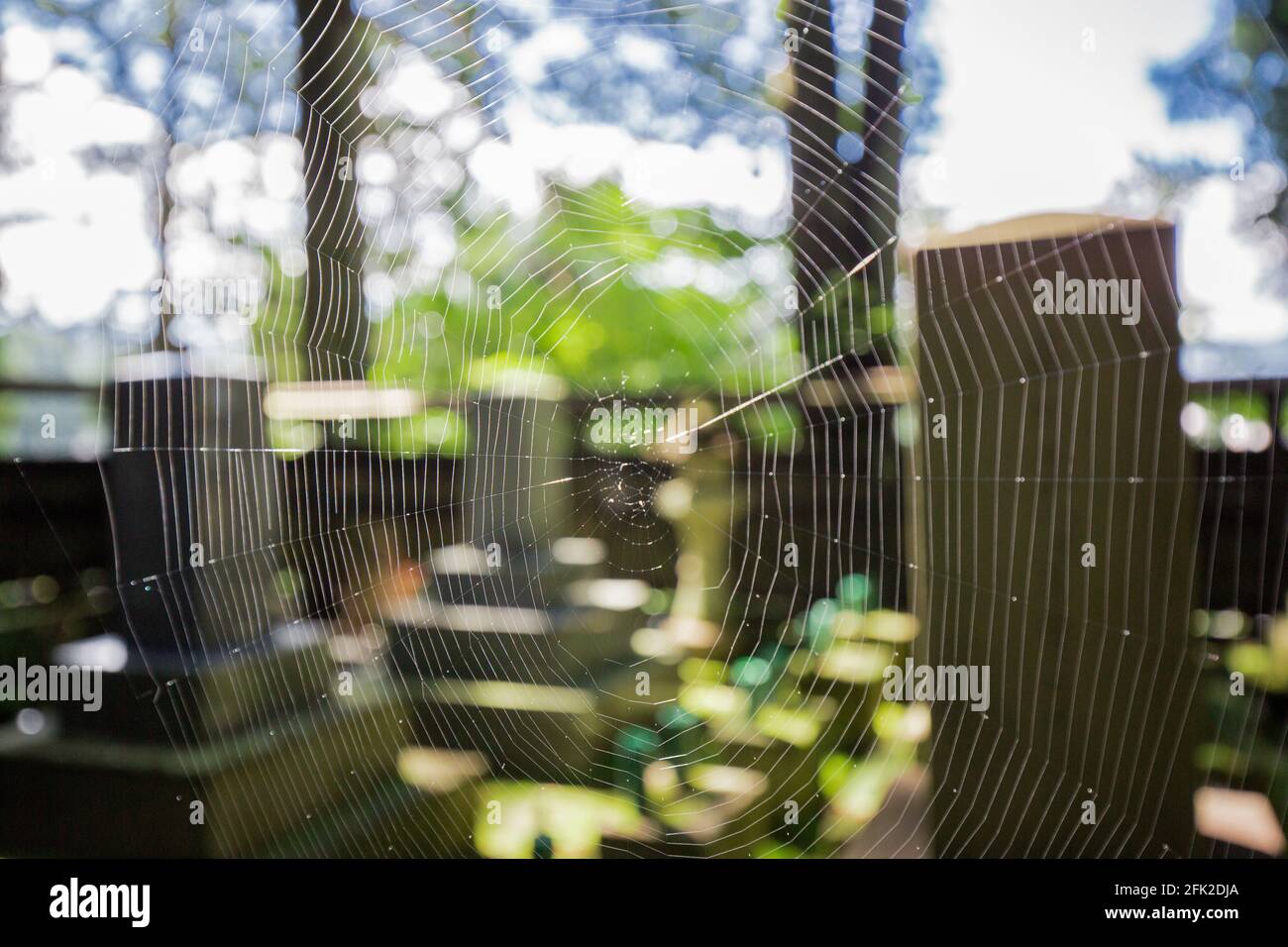 Spinne in einem Spinnennetz, das in einem Bambushain zwischen Bäumen im grünen Wald des Mount Shosha, Japan, hängt. Stockfoto