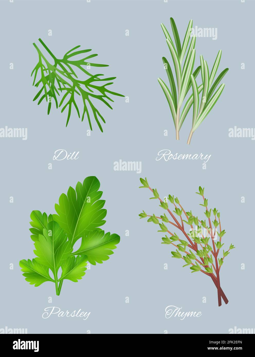 Grüne Kräuter. Realistische Arten für kulinarische medizinische Pflanzen Lebensmittel aromatische Zutaten gesunde Blätter Vektor-Vorlage Stock Vektor