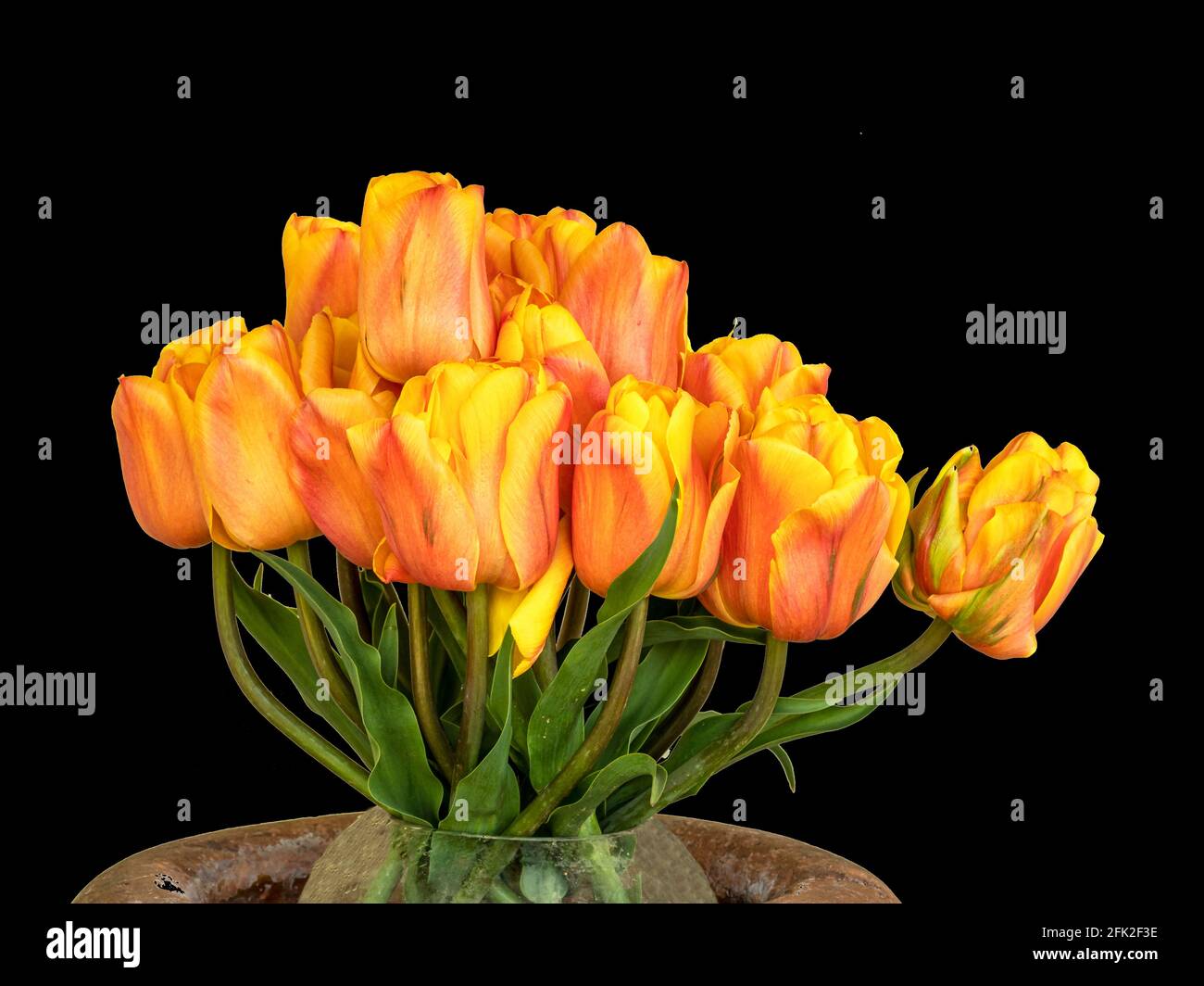 Schöne Tulpenarrangements mit einem schlichten schwarzen Hintergrund Stockfoto