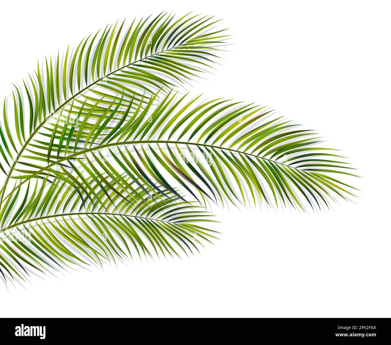 Grünes Blatt der Palme auf weißem Hintergrund Stock Vektor